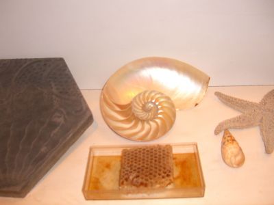CIMG1731.JPG
