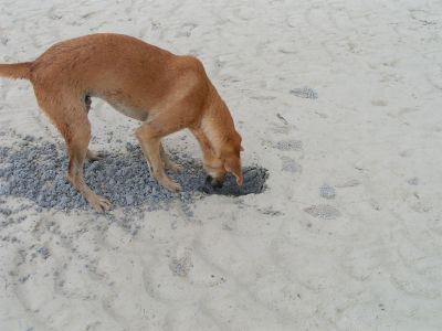 PICT0039_001.JPG