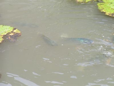PICT0212.JPG