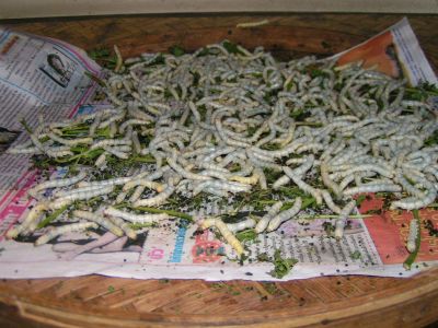 PICT0215.JPG