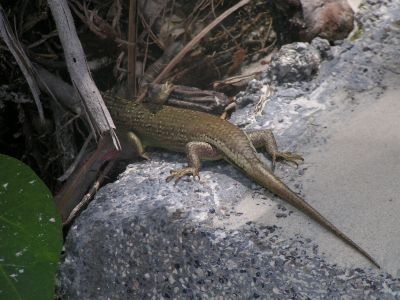 PICT0953.JPG
