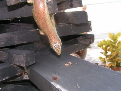 PICT0966.JPG