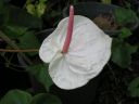 PICT0205.JPG
