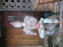 PICT1069.JPG